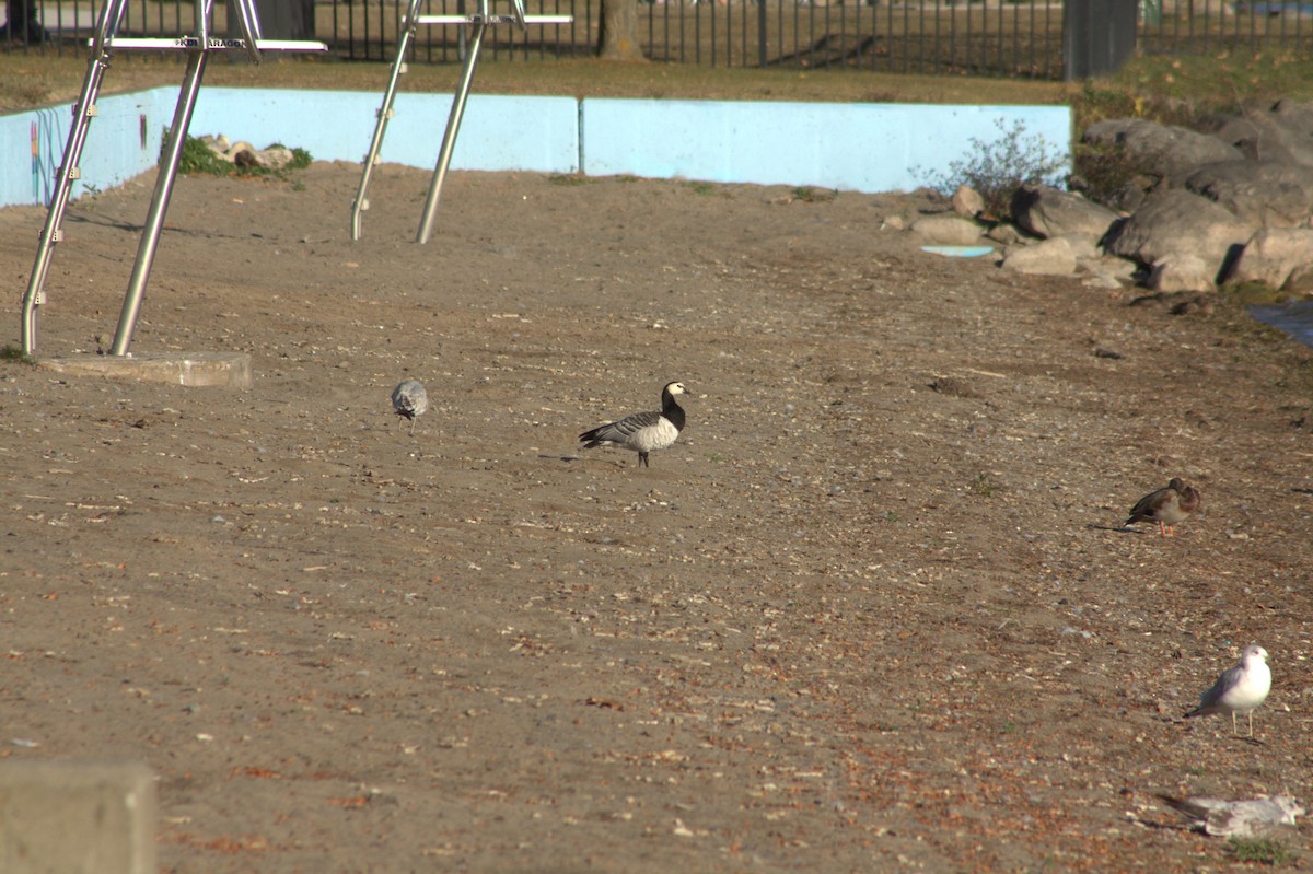 Barnacle Goose - ML643078078