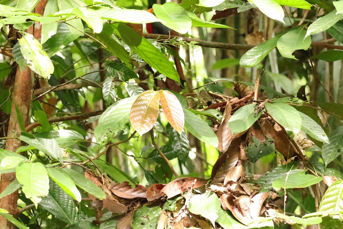 Diard's Trogon - ML643078080