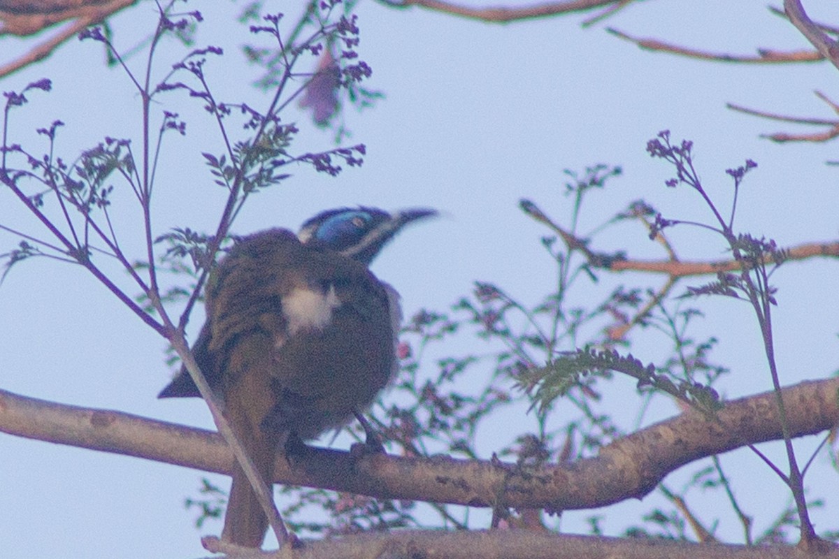 Blue-faced Honeyeater - ML643078088