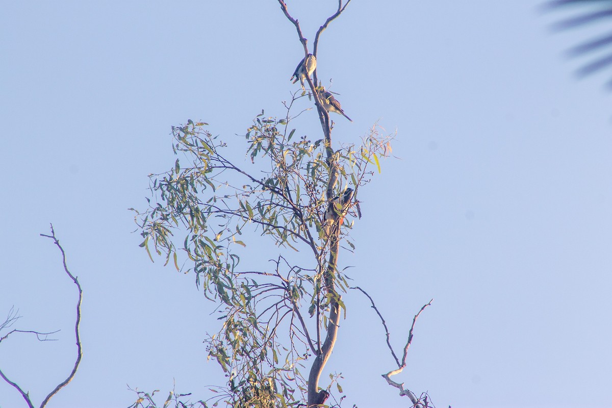 Blue-faced Honeyeater - ML643078089