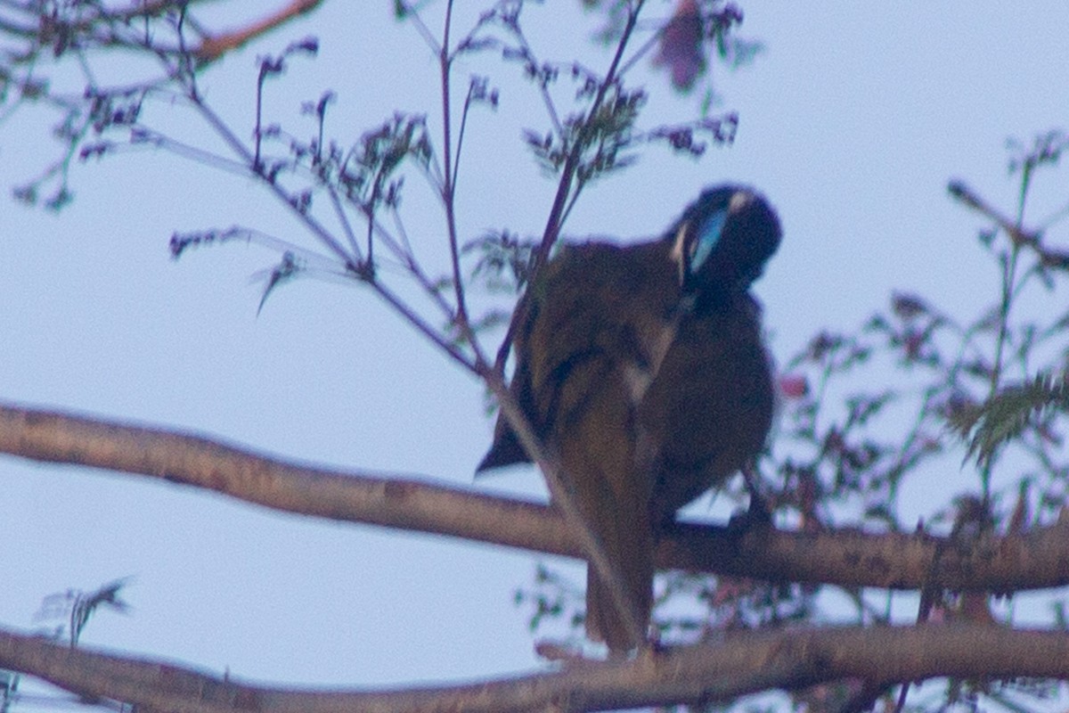 Blue-faced Honeyeater - ML643078090