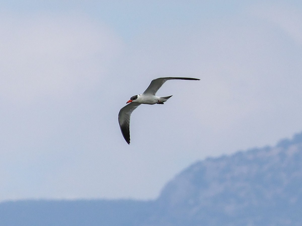 Caspian Tern - ML643078094