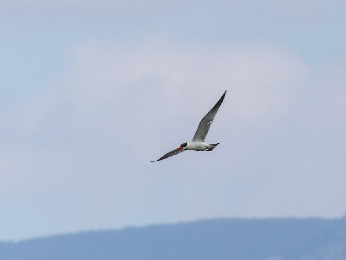 Caspian Tern - ML643078101