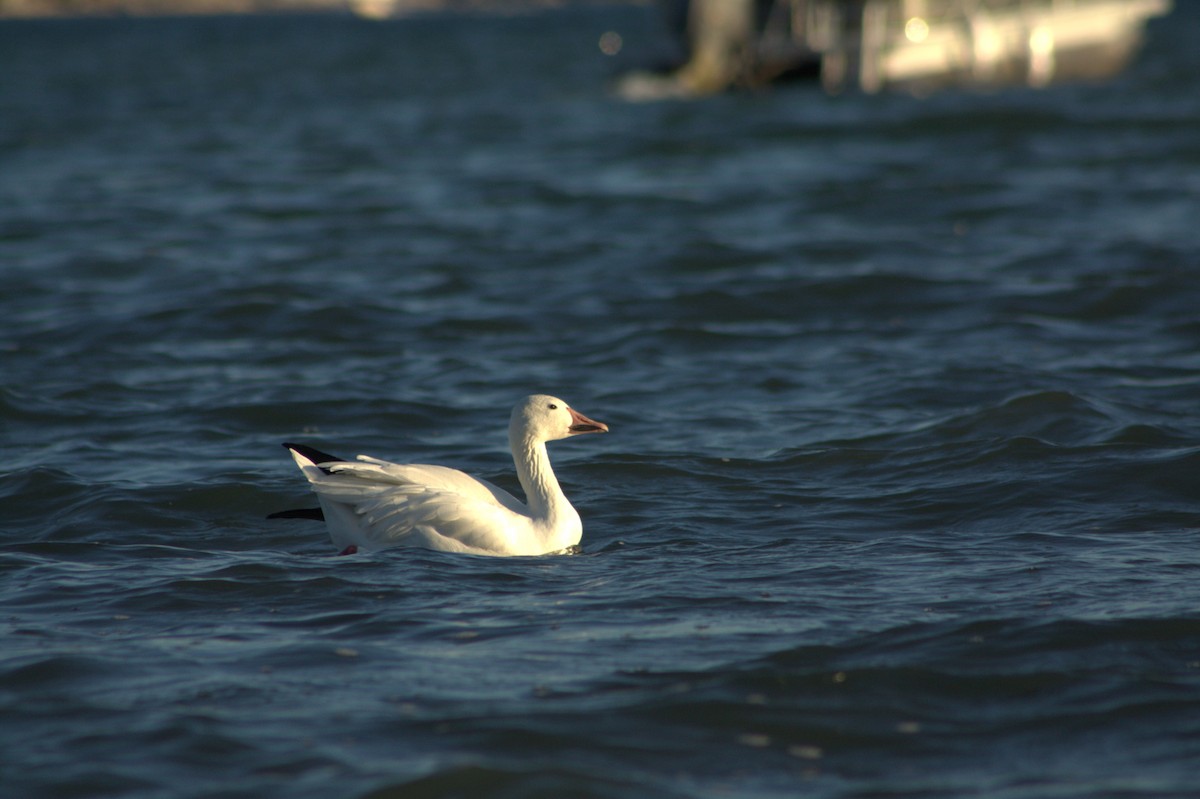 Snow Goose - ML643078102