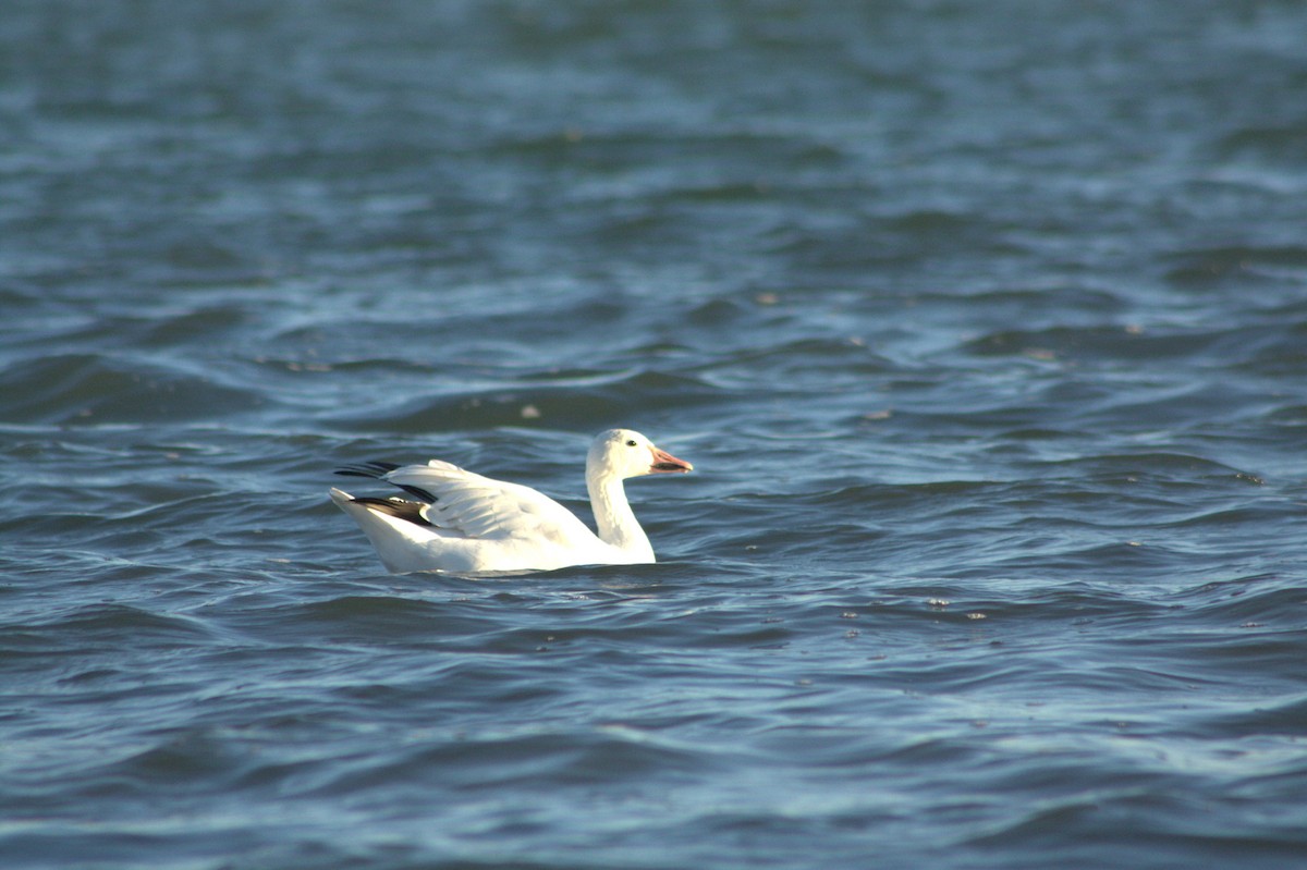Snow Goose - ML643078103
