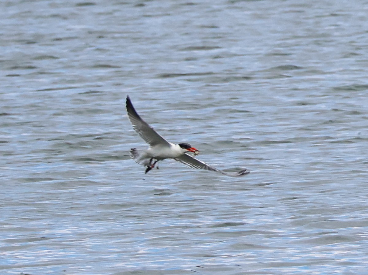 Caspian Tern - ML643078110