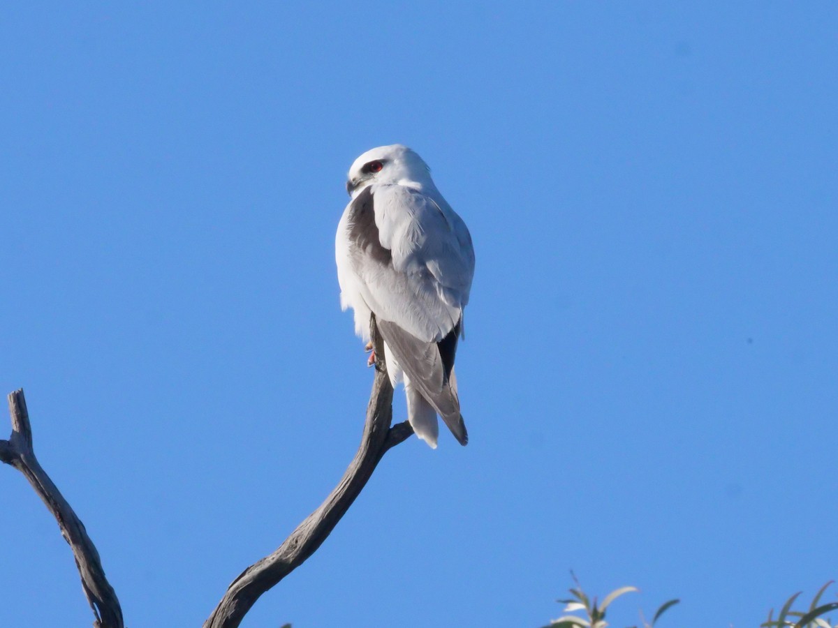 luněc australský - ML643078114