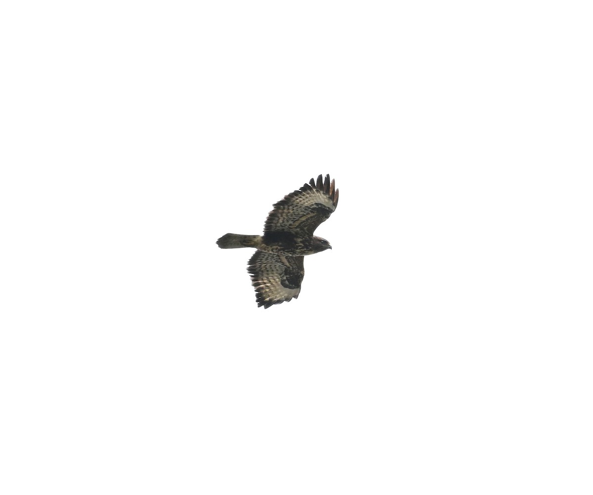 Common Buzzard (Canary Is.) - ML643078118