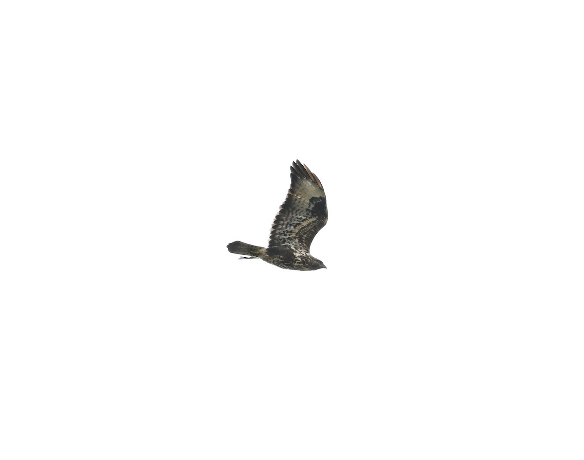Common Buzzard (Canary Is.) - ML643078119