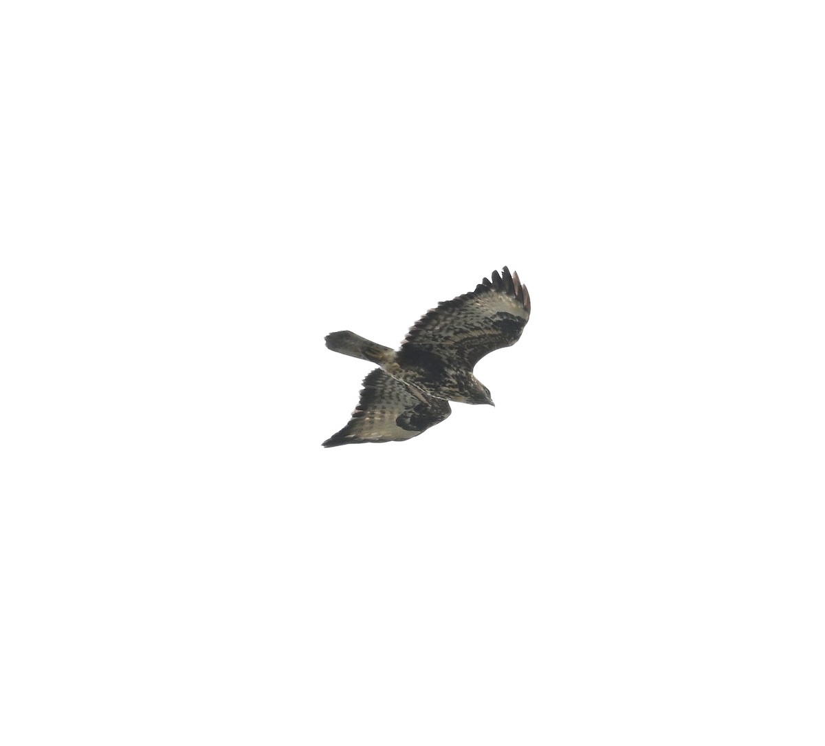 Common Buzzard (Canary Is.) - ML643078120