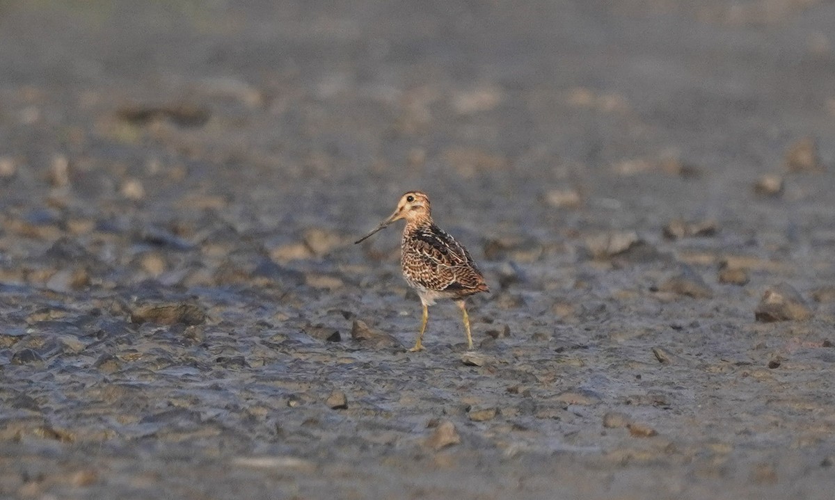 Pin-tailed Snipe - ML643078129