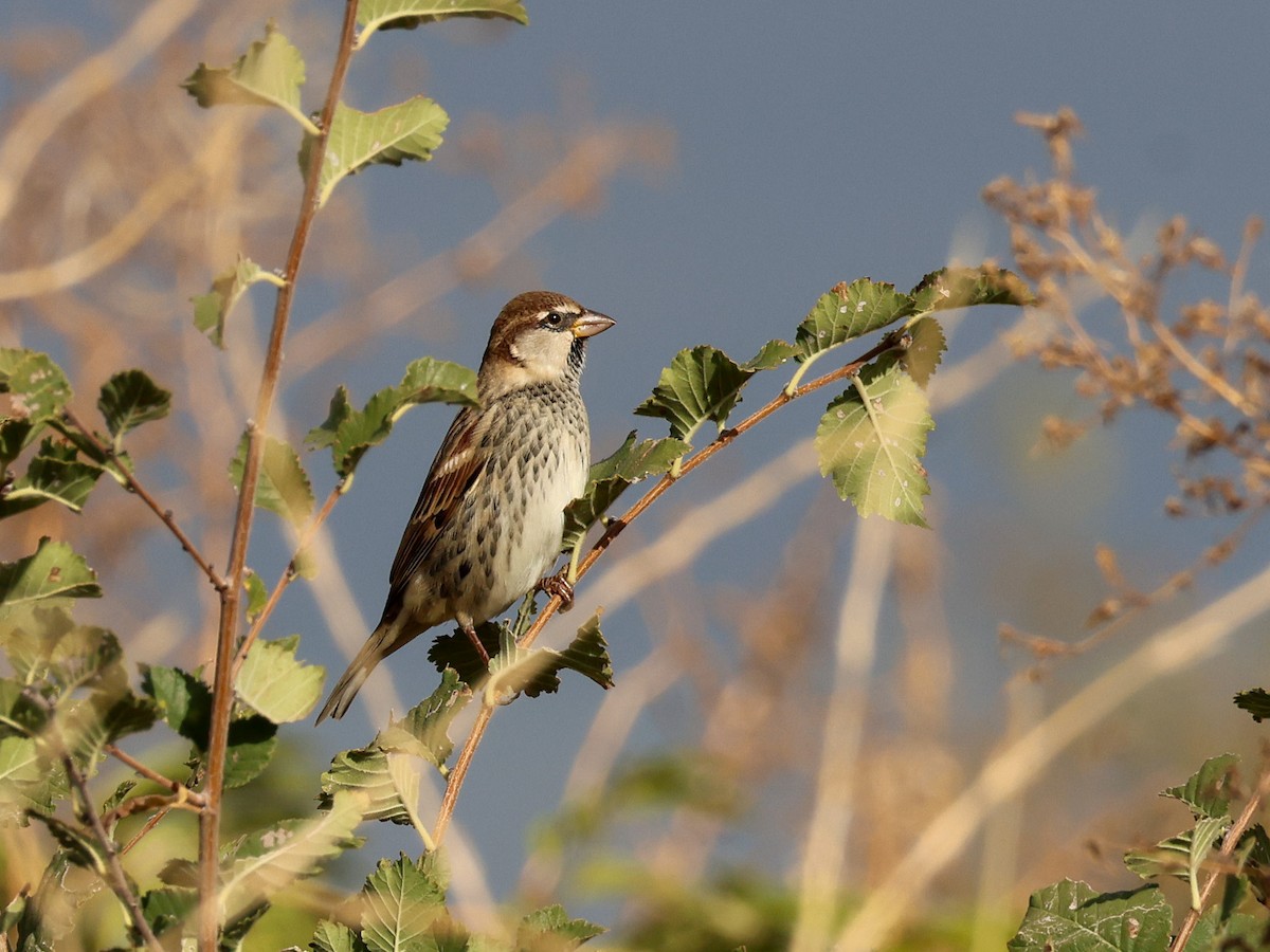 Spanish Sparrow - ML643078146
