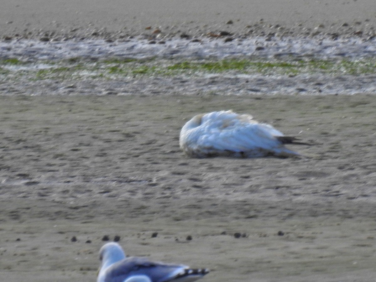 Northern Gannet - ML643078156