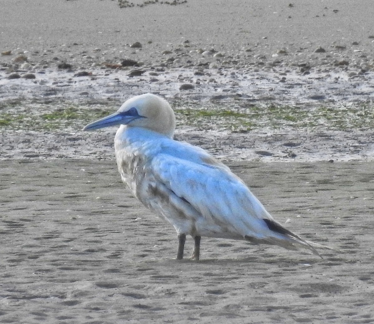 Northern Gannet - ML643078158