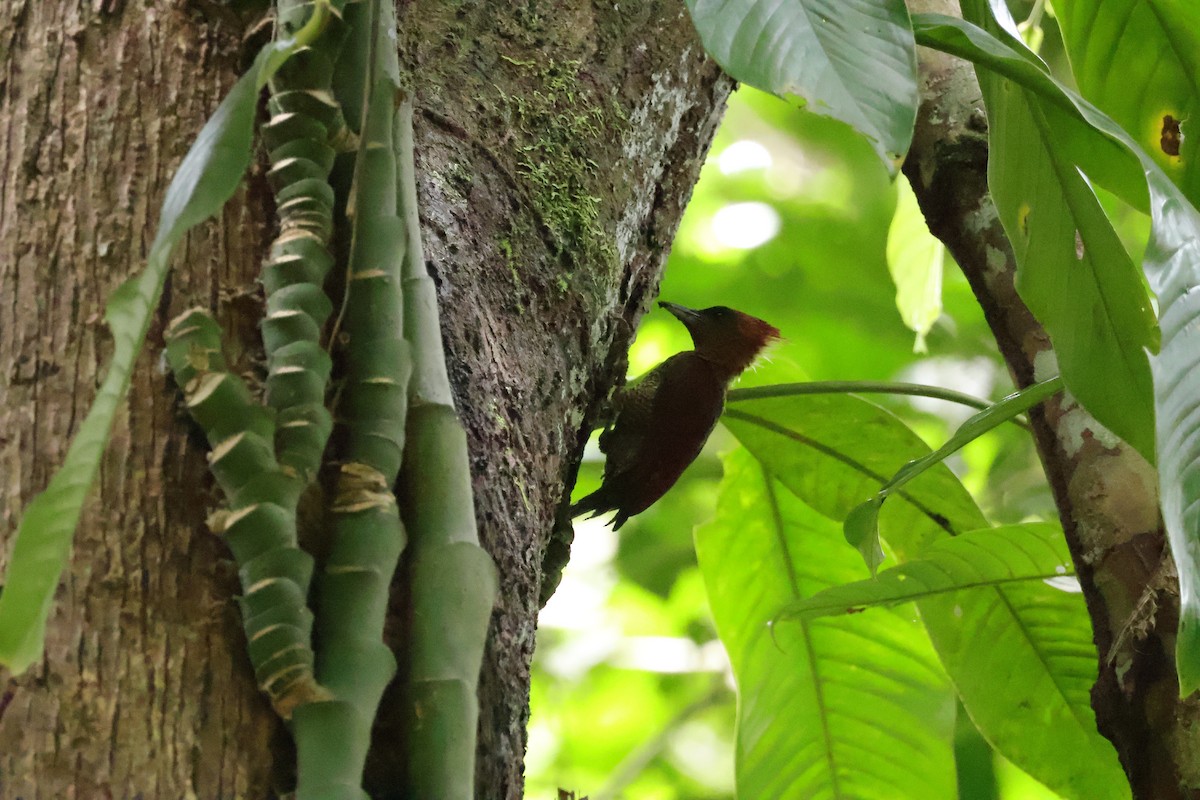 Mennigspecht - ML643078160