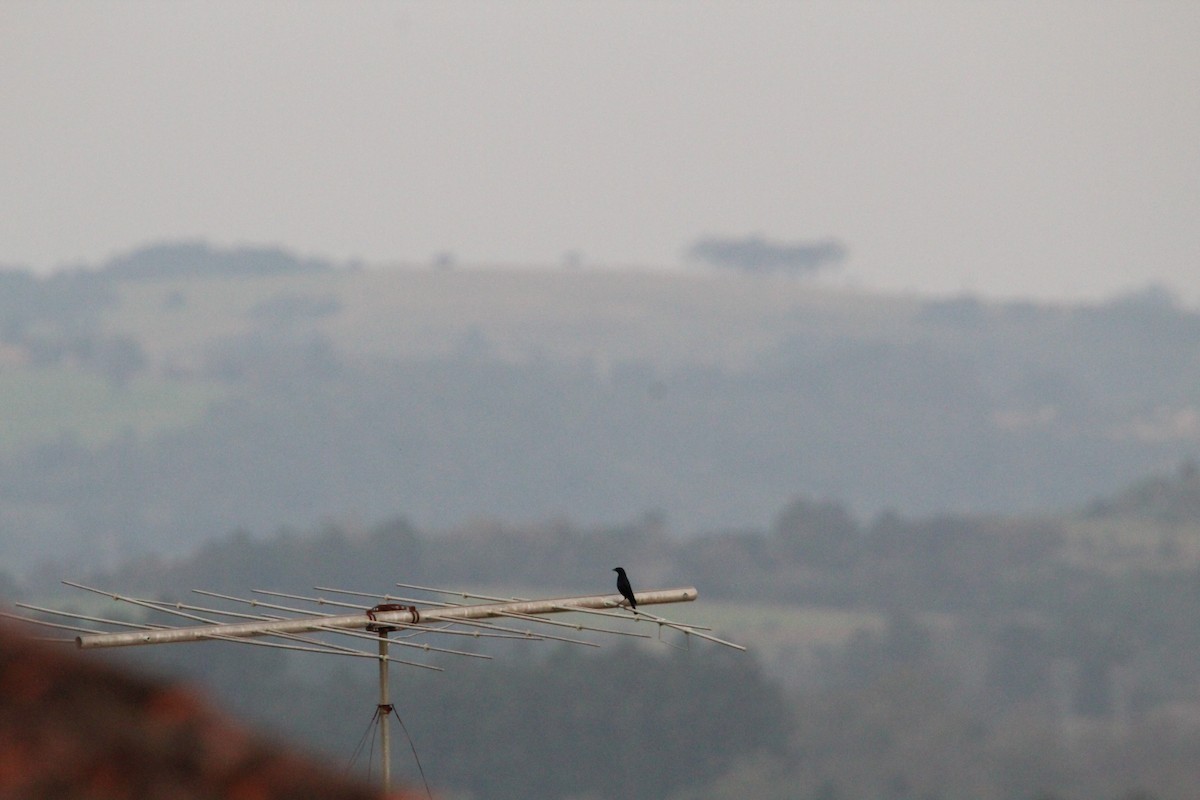 Shiny Cowbird - ML643078183