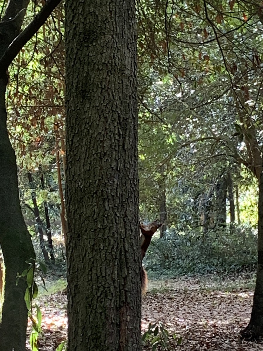 Animals - ML643078187