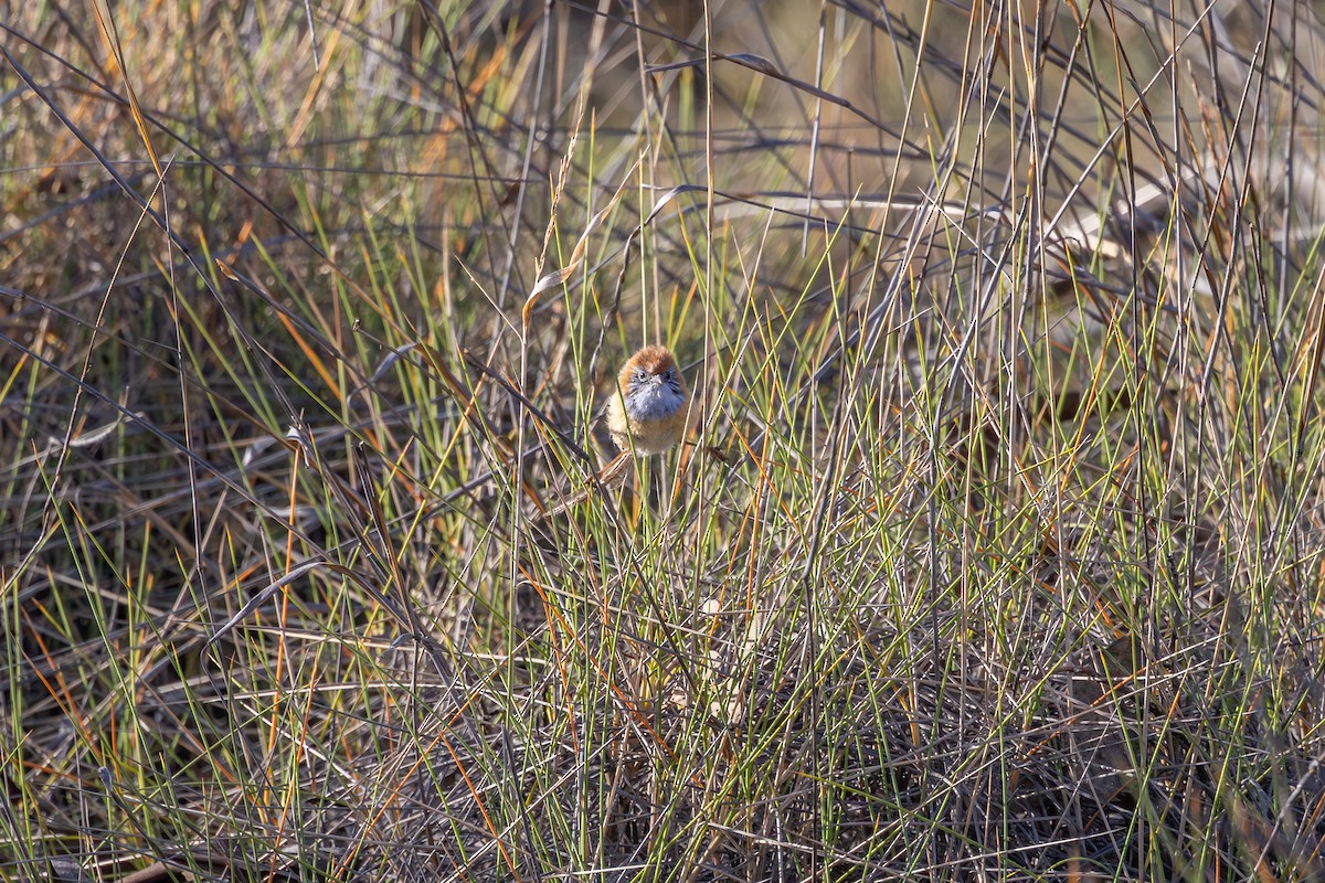 Mallee Emuwren - ML643078198