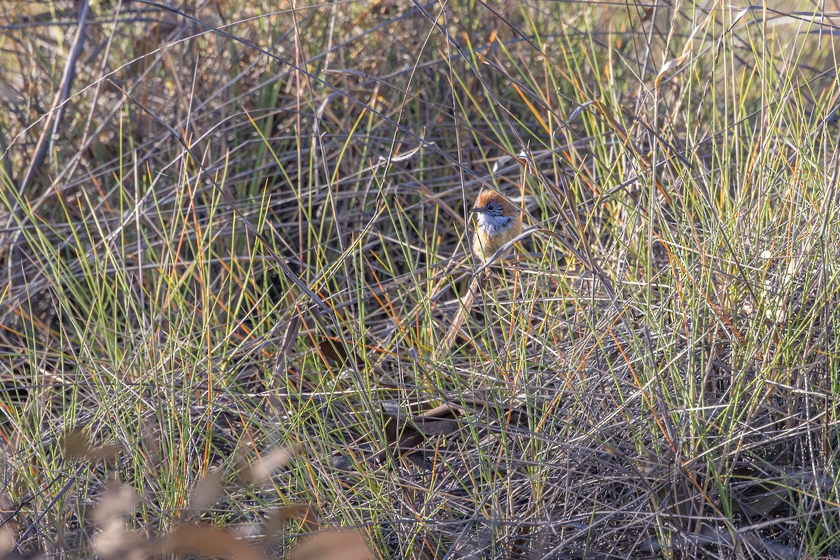 Mallee Emuwren - ML643078199