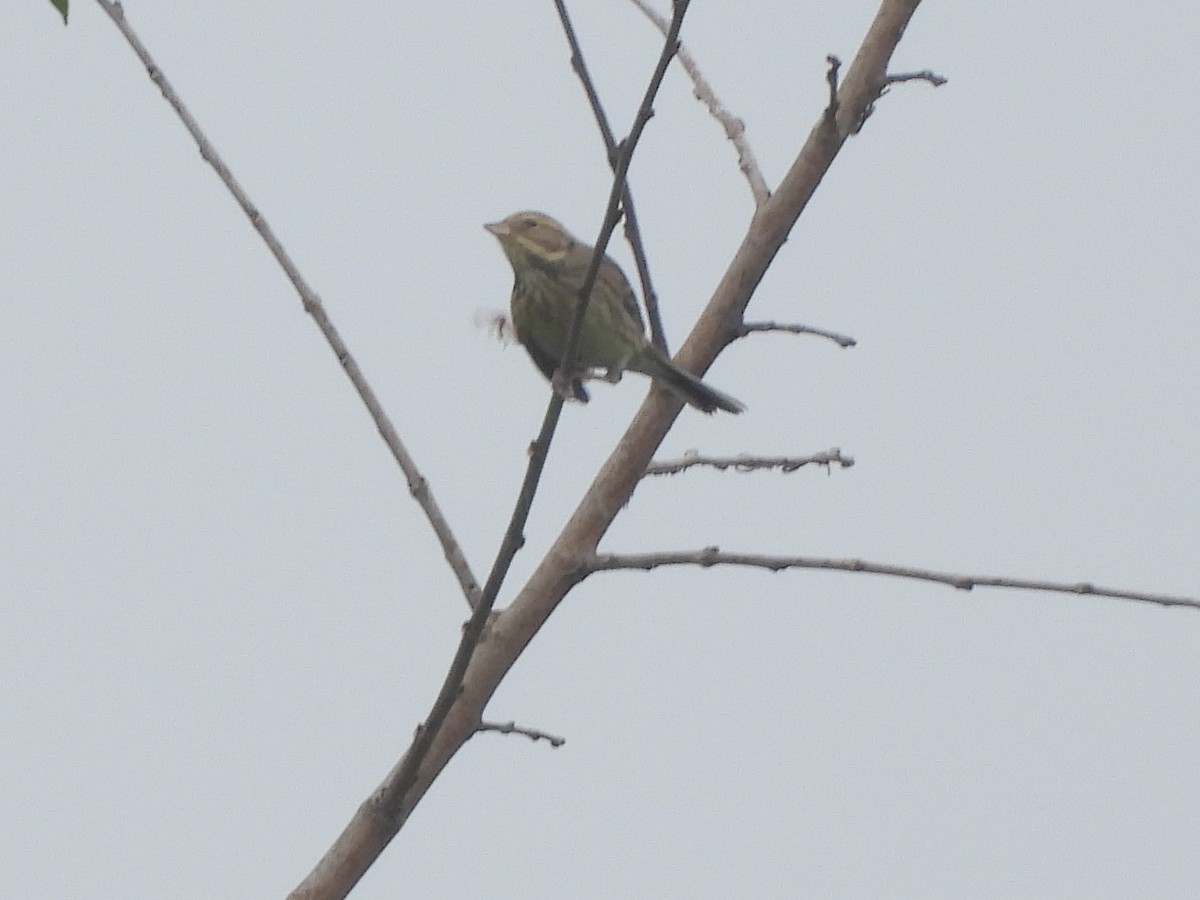 Black-faced Bunting - ML643078212