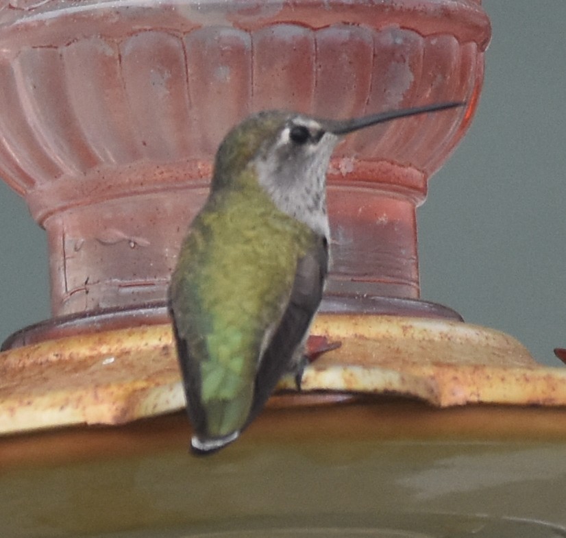 Anna's Hummingbird - ML643078217