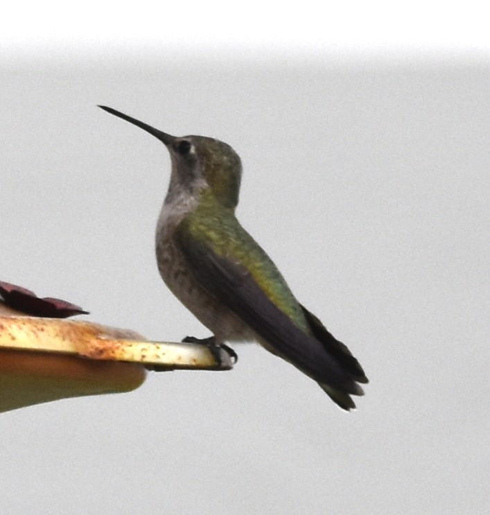 Anna's Hummingbird - ML643078219
