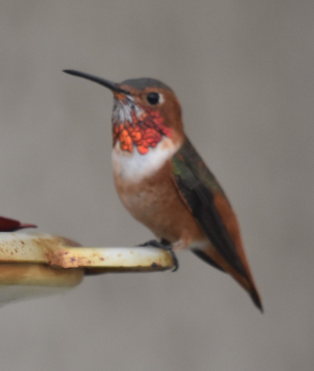 Allen's Hummingbird - ML643078228