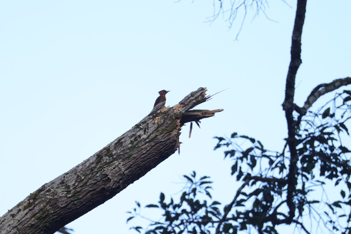 Mennigspecht - ML643078242