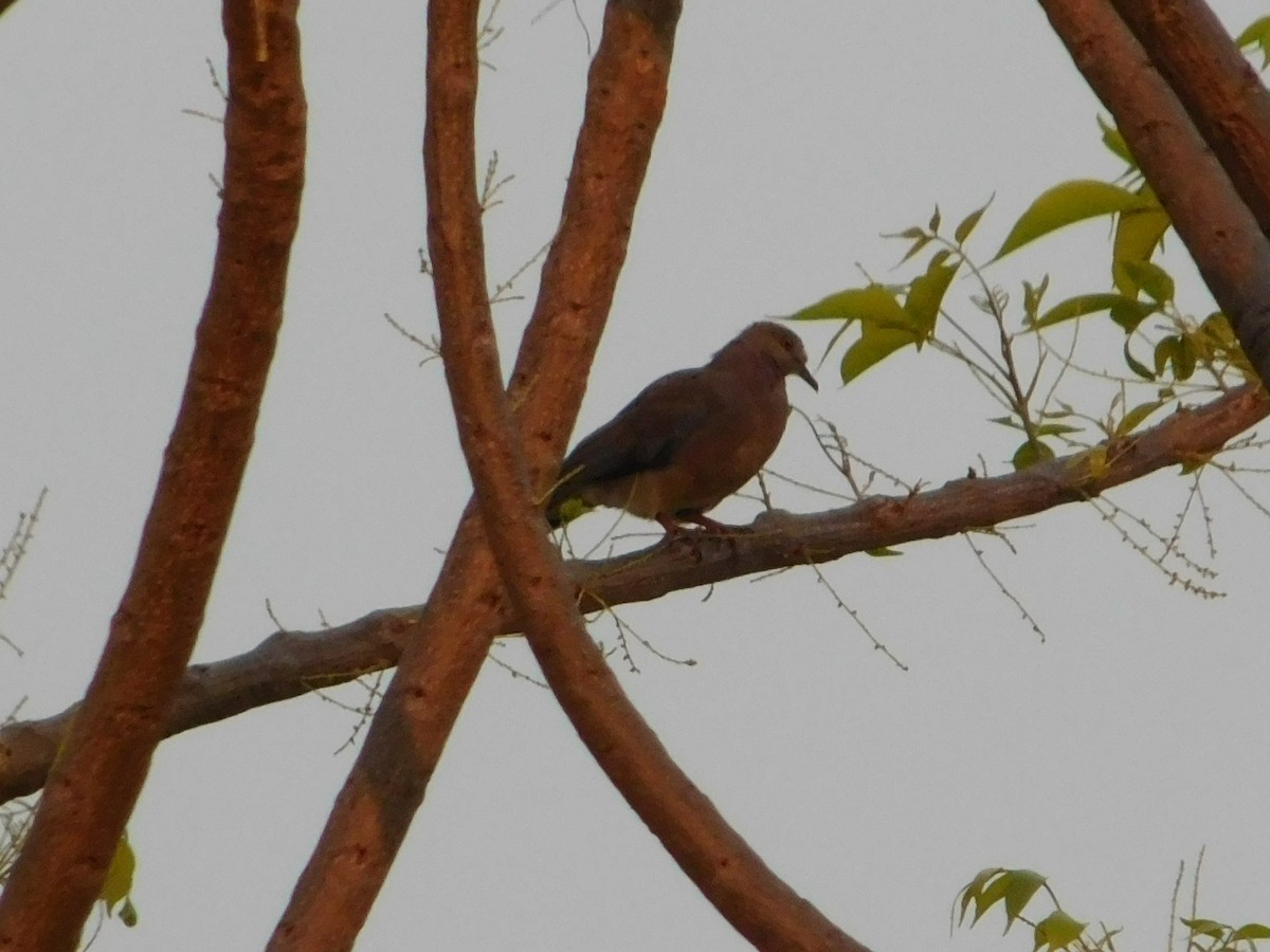 Sunda Collared-Dove - ML643078254