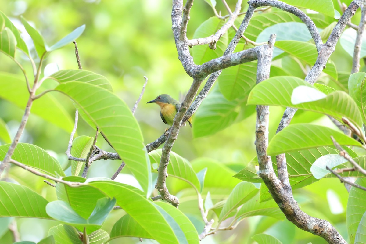 Ruby-cheeked Sunbird - ML643078255