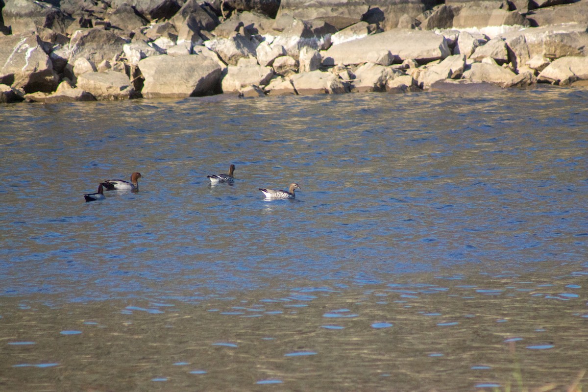 anatidé sp. (canard sp.) - ML643078263