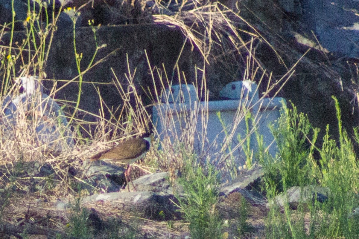 Masked Lapwing - ML643078265