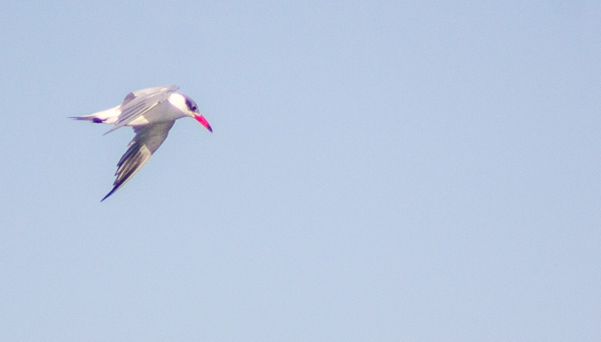 Caspian Tern - ML643078276