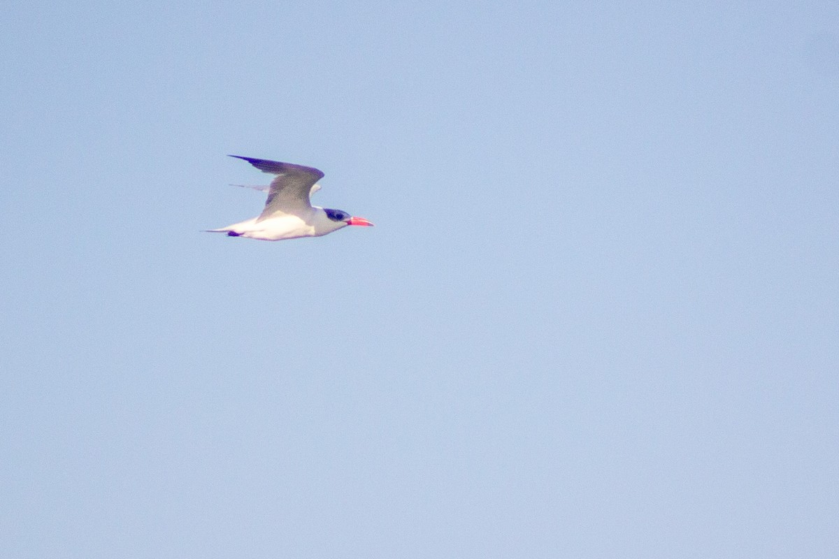 Caspian Tern - ML643078277
