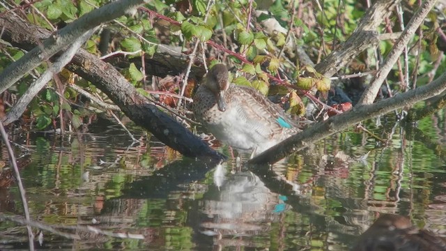 Green-winged Teal (Eurasian) - ML643078280