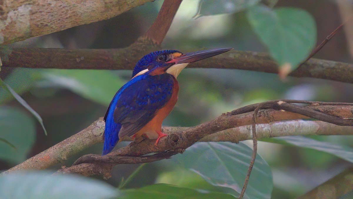 Blue-eared Kingfisher - ML643078295