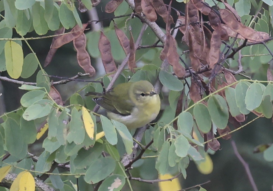 Tennessee Warbler - ML643078298