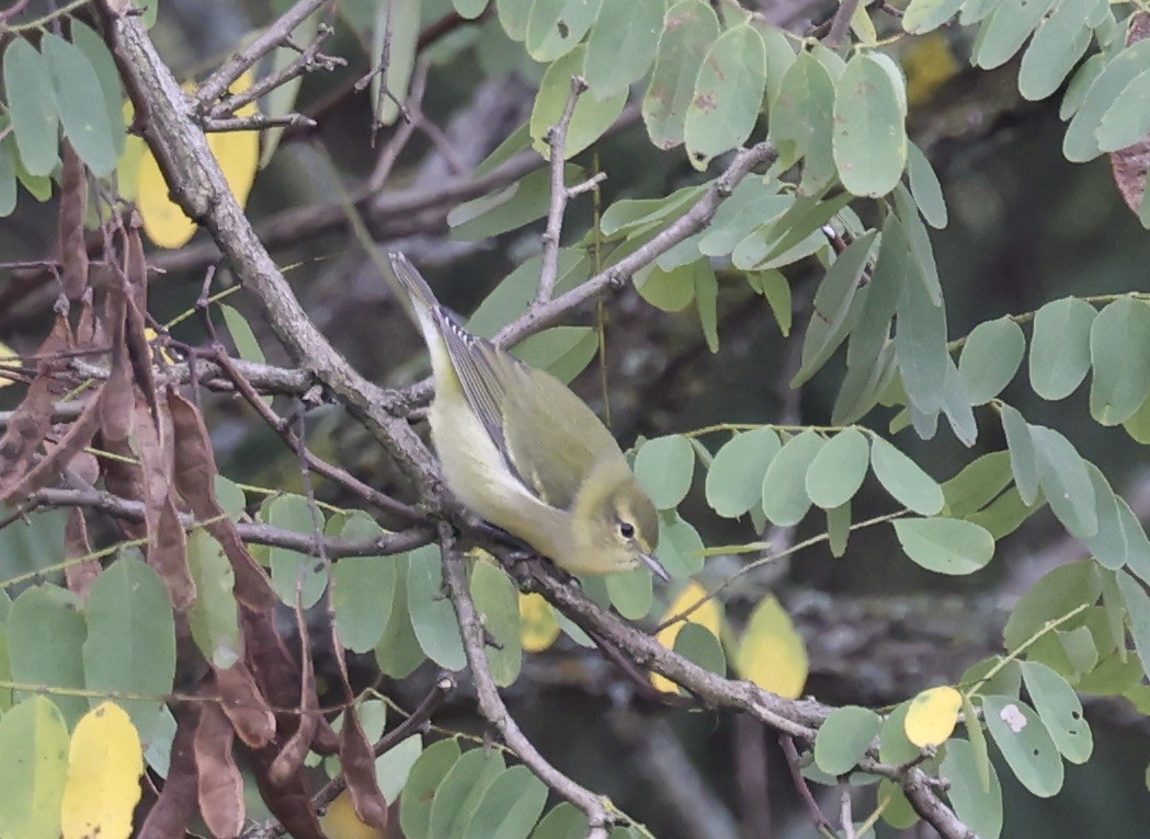 Tennessee Warbler - ML643078307