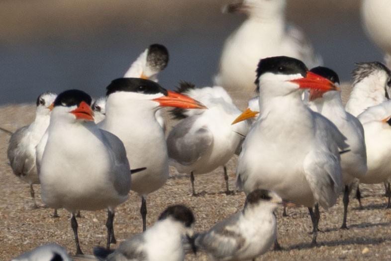 Caspian Tern - ML643078314