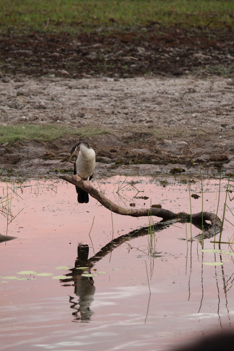 Australasian Darter - ML643078315