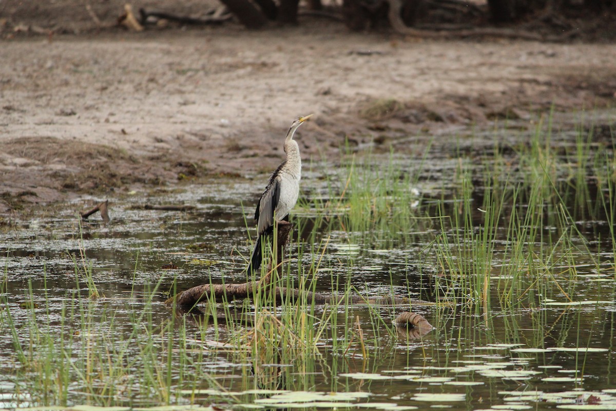 Australasian Darter - ML643078316