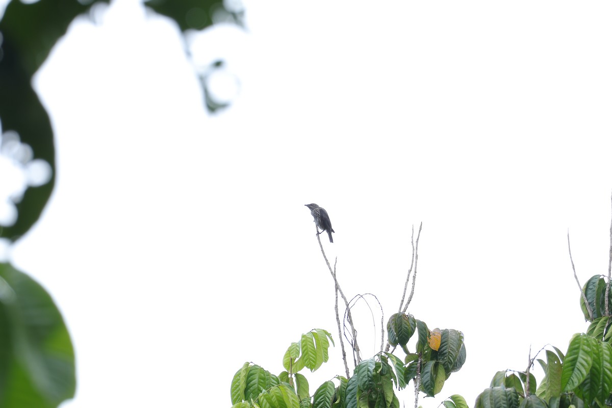 Asian Glossy Starling - ML643078323
