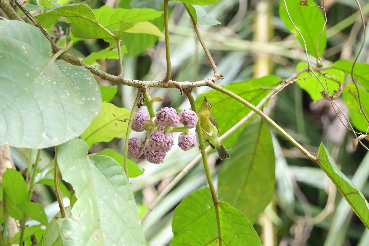 Ornate Sunbird (Ornate) - ML643078333