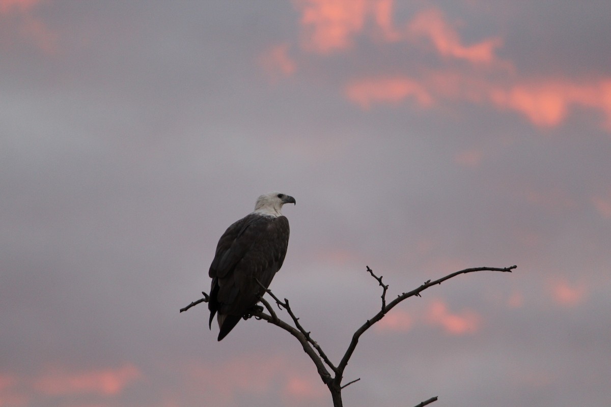 White-bellied Sea-Eagle - ML643078358
