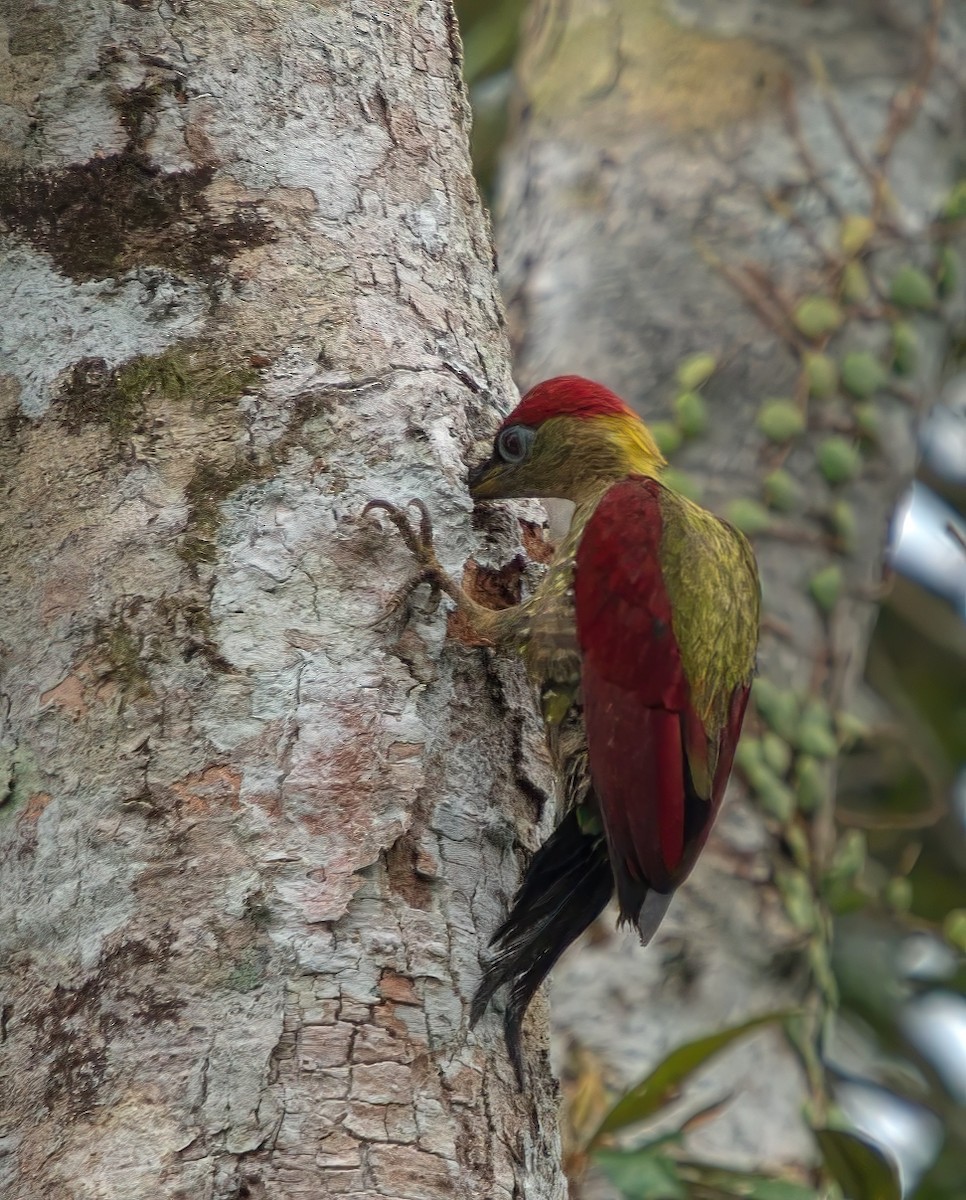 Crimson-winged Woodpecker - ML643078365