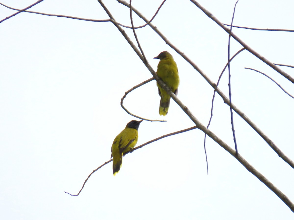 Black-headed Bulbul - ML643078368