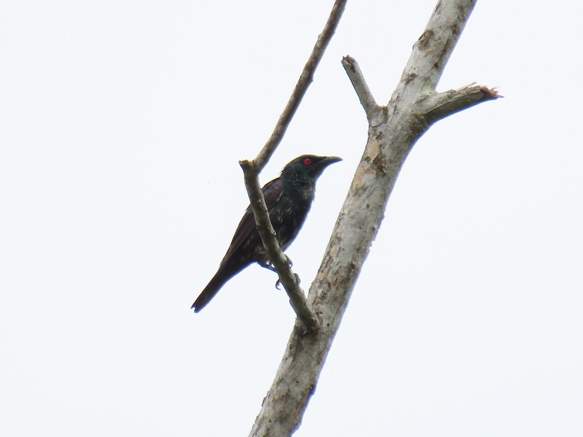 Asian Glossy Starling - ML643078380