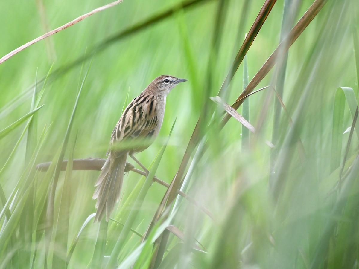 Striated Grassbird - ML643078381
