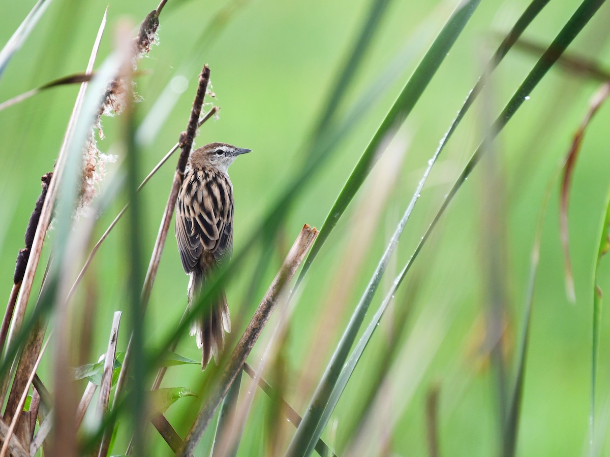 Striated Grassbird - ML643078382