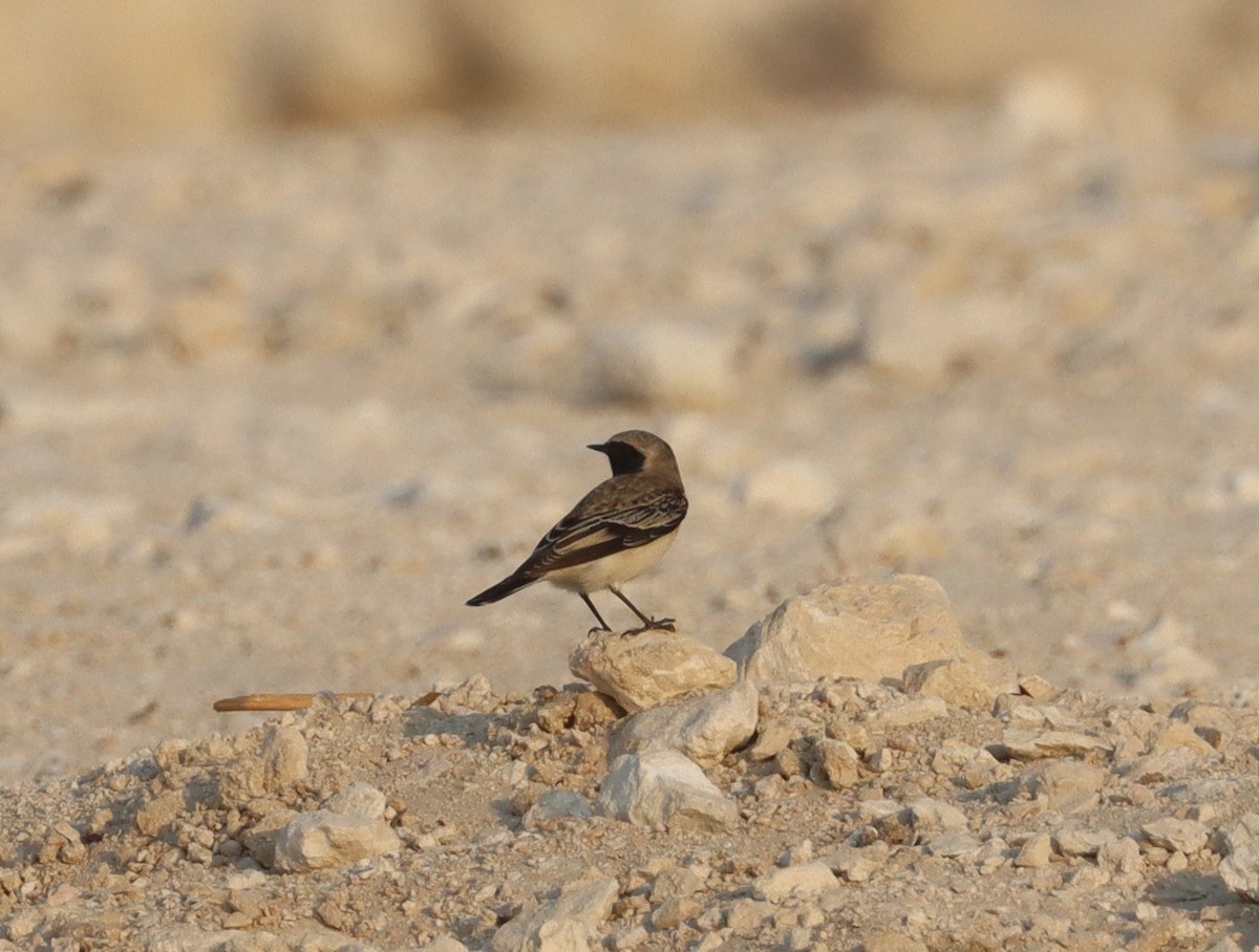Pied Wheatear - ML643078383